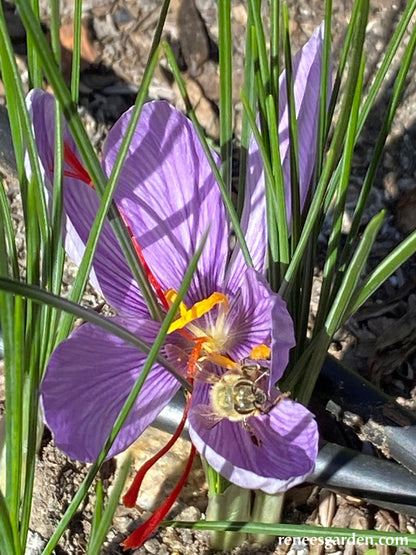 Saffron Crocus Bulbs