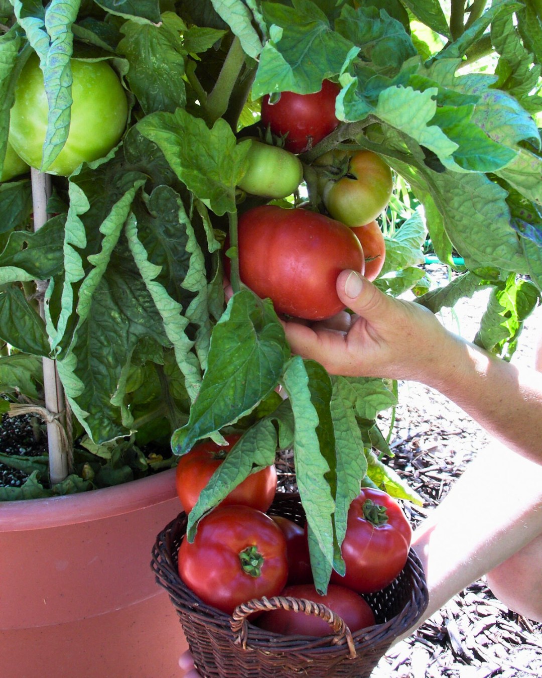 The Container Kitchen Garden