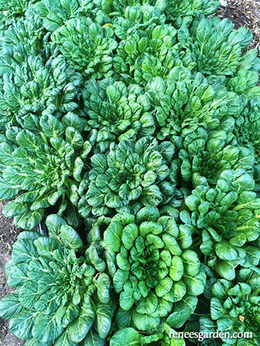 Rosette Tatsoi