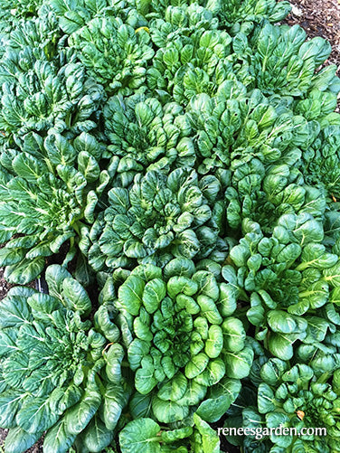 Rosette Tatsoi