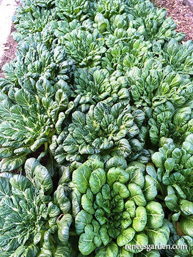 Rosette Tatsoi