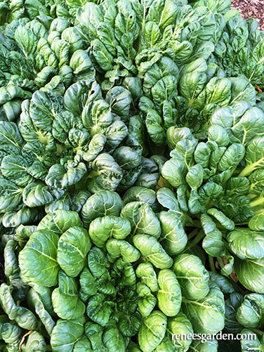 Rosette Tatsoi