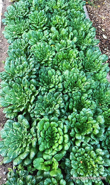 Rosette Tatsoi