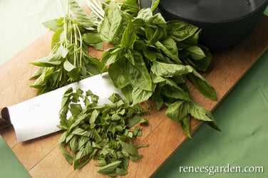 Italian Pesto Basil