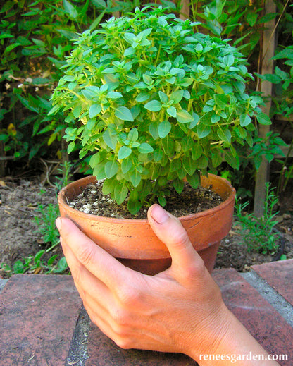 Windowbox Mini Basil