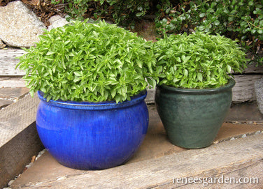 Windowbox Mini Basil