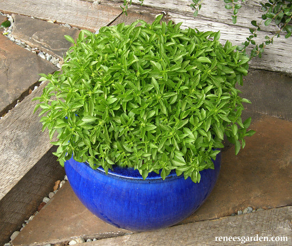 Windowbox Mini Basil