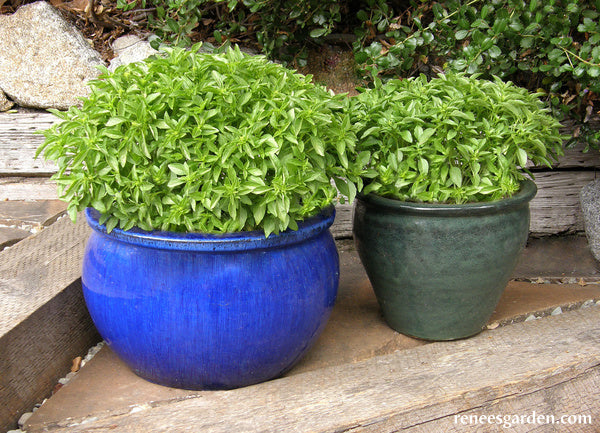 Windowbox Mini Basil