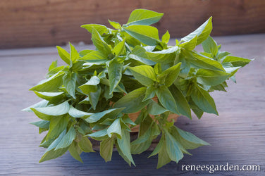 Mrs. Burns' Lemon Basil