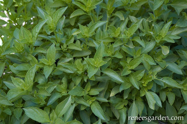 Mrs. Burns' Lemon Basil