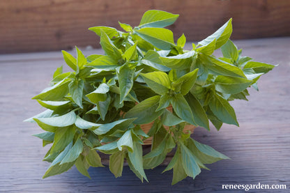 Mrs. Burns' Lemon Basil