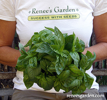 Italian Pesto Basil