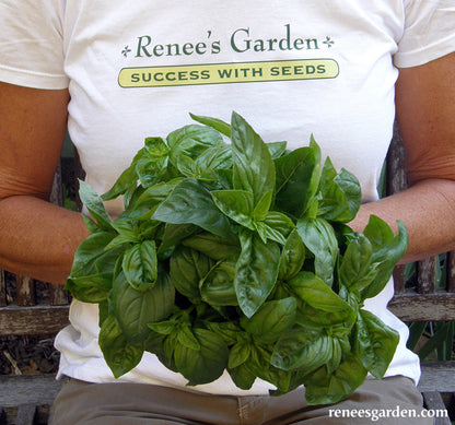 Italian Pesto Basil