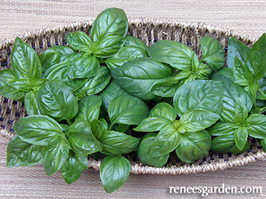 Italian Pesto Basil