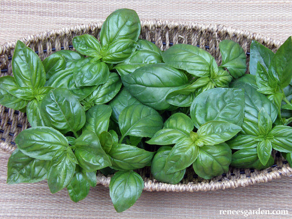 Italian Pesto Basil