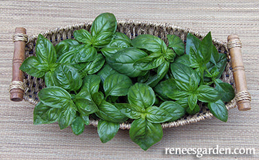 Italian Pesto Basil