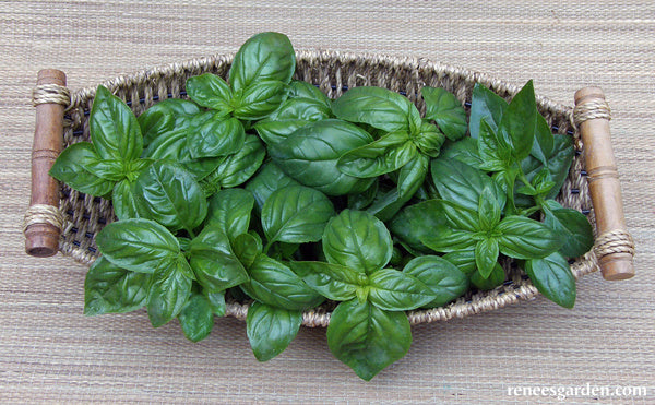 Italian Pesto Basil