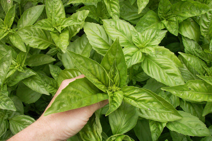 The Container Herb Garden