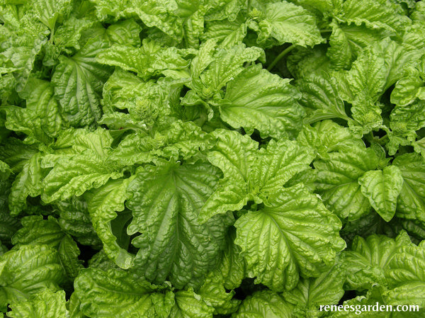 Heirloom Salad Leaf Basil