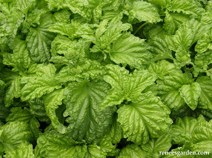 Heirloom Salad Leaf Basil