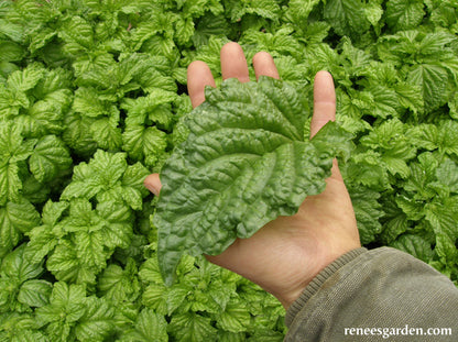 Heirloom Salad Leaf Basil