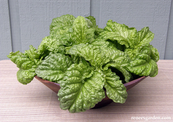 Heirloom Salad Leaf Basil