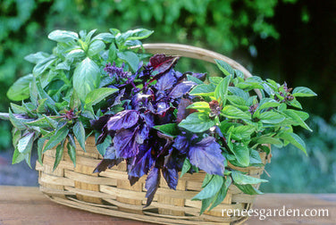 Scented Basil Trio