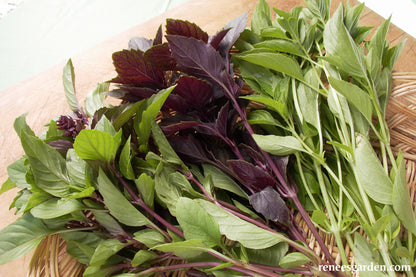 Scented Basil Trio