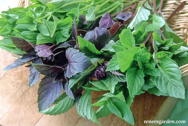 Scented Basil Trio