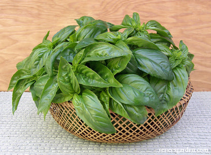 Sweet Green Basil