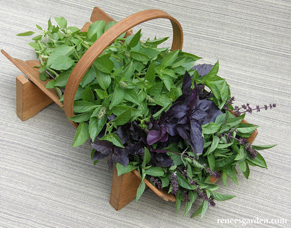 Scented Basil Trio