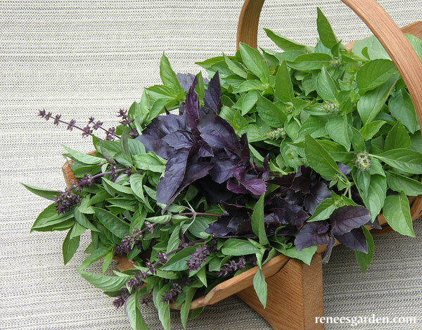 Scented Basil Trio