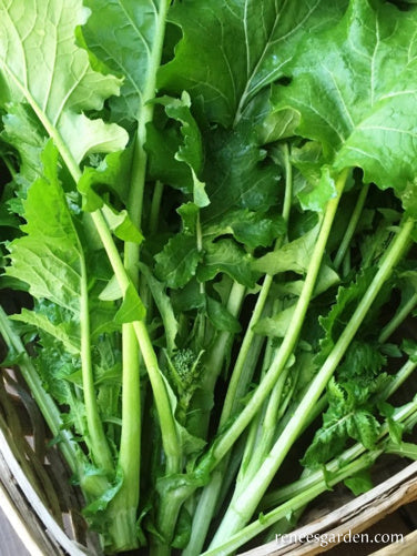 Early Rapini