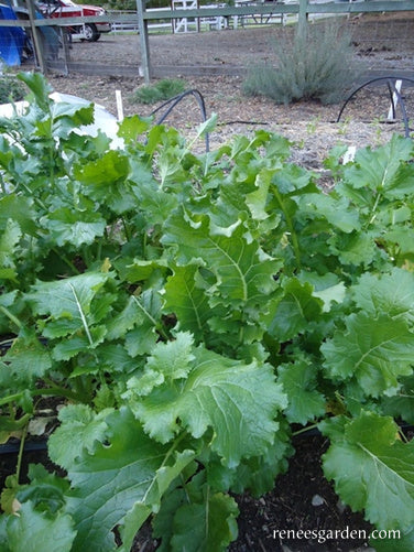 Early Rapini