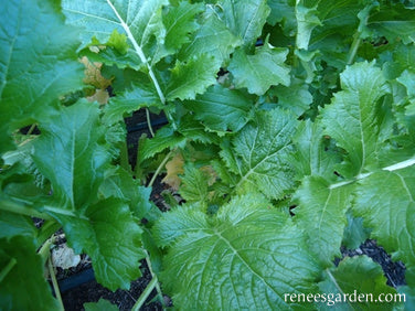 Early Rapini