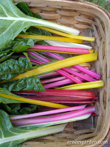 Garden Rainbow