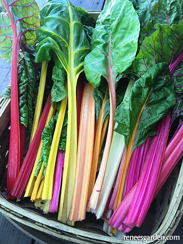 Garden Rainbow