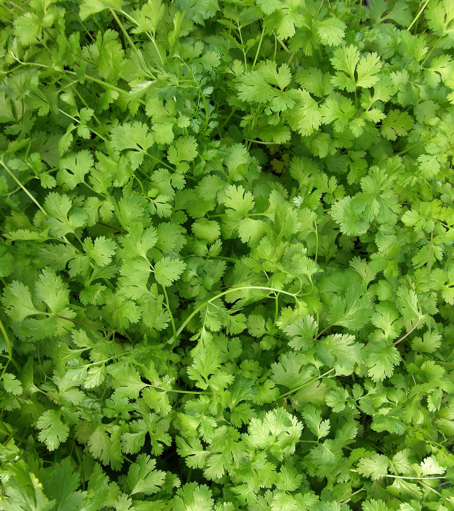 The Container Herb Garden