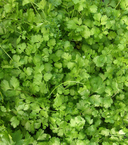 The Container Herb Garden