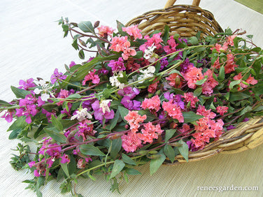 Mountain Garland Clarkia