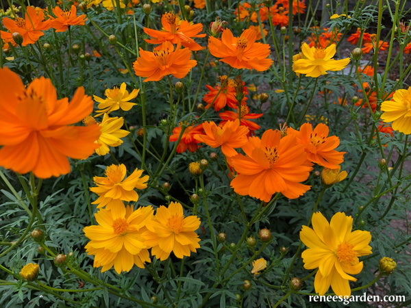 Little Ladybirds