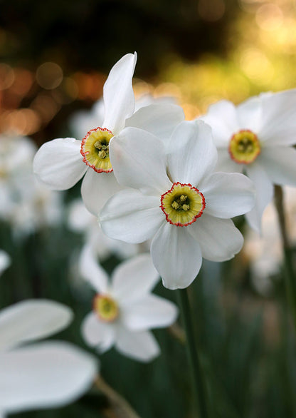 Heirloom Pheasant Eye