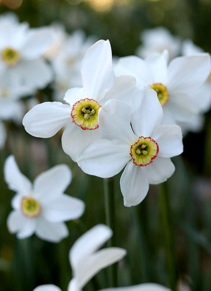 Heirloom Pheasant Eye