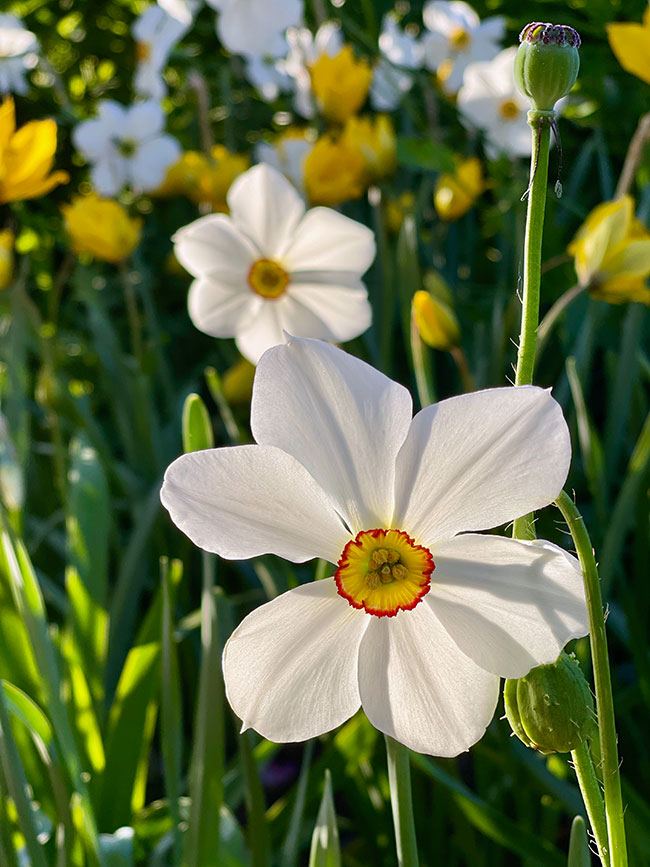 Heirloom Pheasant Eye