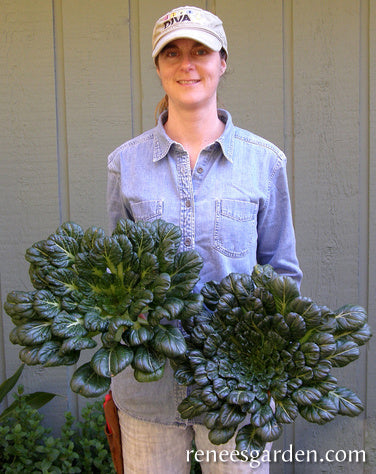 Rosette Tatsoi