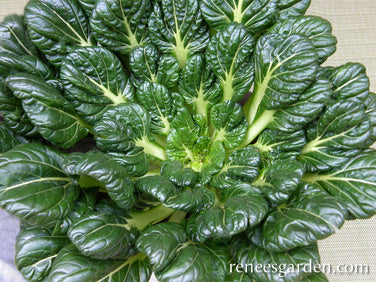 Rosette Tatsoi