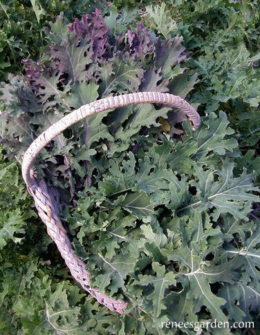 Wild Garden Frills