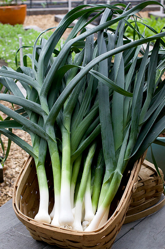 Lancelot leeks displayed in a basket