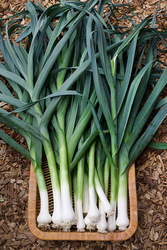 Lancelot leeks displayed in a basket