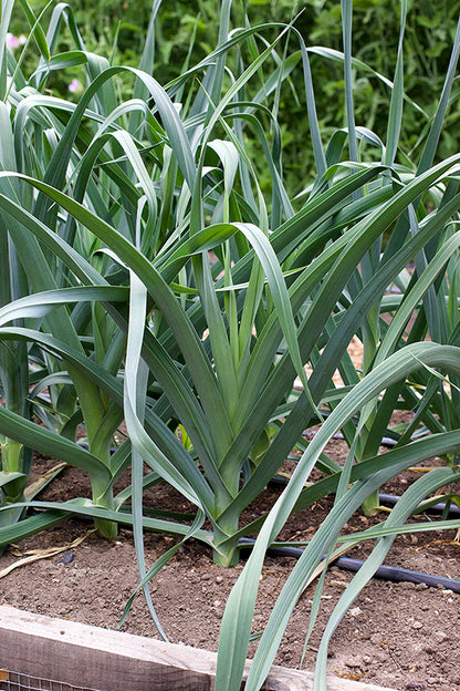 Leeks growing in  a garden